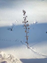 -大秃顶子山