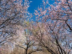 -朝阳公园