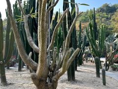 -深圳仙湖植物园
