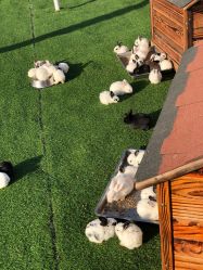 -萌宠亲子动物乐园(槐房万达店)