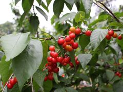 -樱桃山旅游景区