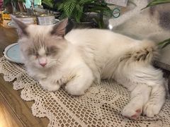 -共舞时光猫咖·狗咖(新街口店)