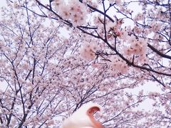 -天王浮山樱花园