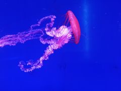 -左海海底世界