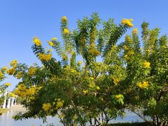 -东莞植物园