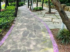 -嘉定紫藤园