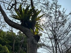 -深圳仙湖植物园