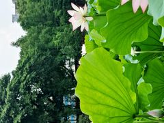 -荔湾湖公园