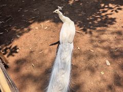 -昆明动物园