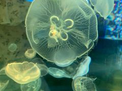 -顺德南宏海立方海洋公园