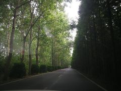 -黄海国家森林公园