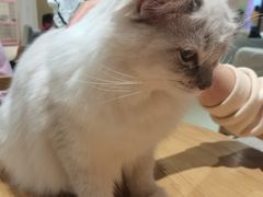 -藏猫猫咖啡主题馆(中央大道店)