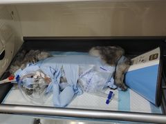 -米苏动物医院·犬猫专科·骨科外科内窥镜