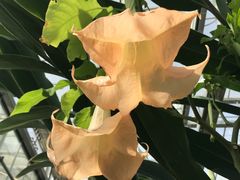 -北京植物园-展览温室