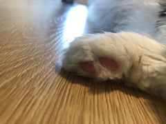 -猫腻·猫咖·撸猫馆(星光大道店)
