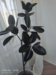 -HEYAN荷妍专业脱毛连锁机构