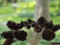 -云溪植物园