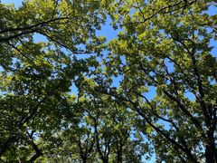 -长春莲花山滑雪场