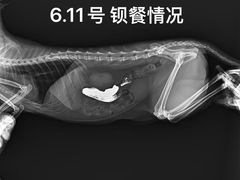 -美迦爱动物医院·夜诊(朝阳路诊疗中心)