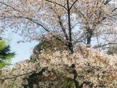-西安青龙寺遗址景区