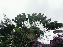 -独树成林