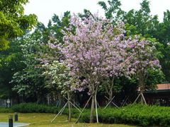 -顺峰山公园