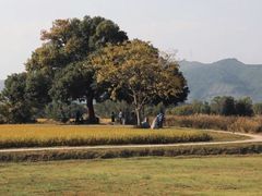 -良渚古城遗址公园