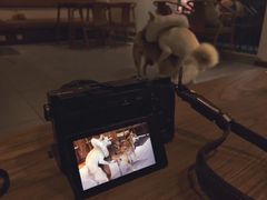 -柴务处·柴犬主题狗咖