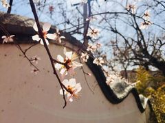 -桃花堤公园