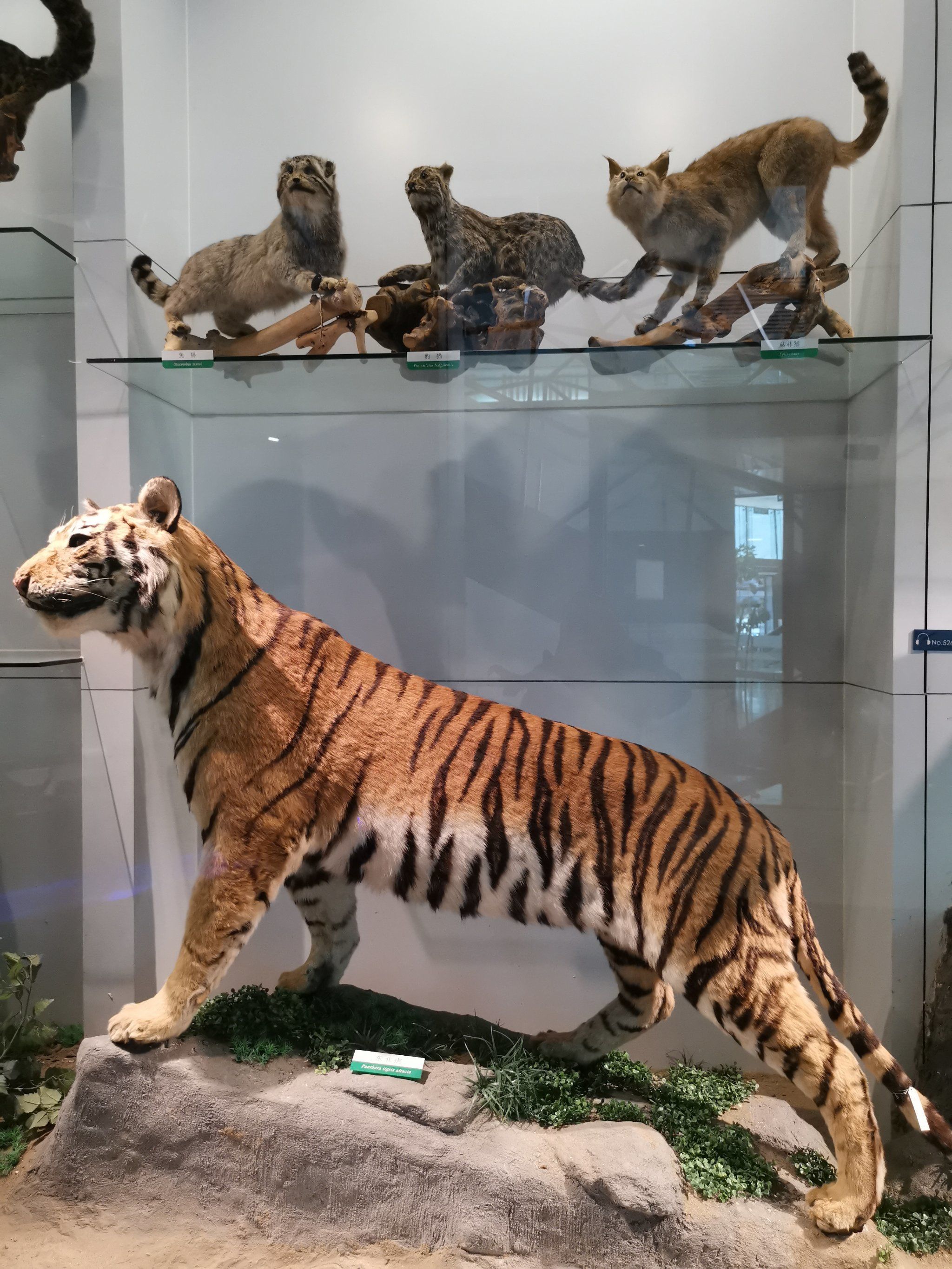 国家动物博物馆·濒危动物展厅