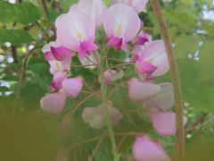 -爱菊艺术学校