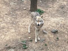 -石家庄市动物园