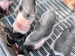 -北京鹿世界主题园