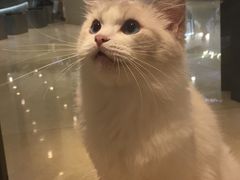 -momokira米努特·德文卷毛猫·棉花面纱犬
