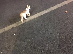 -吴山路夜市