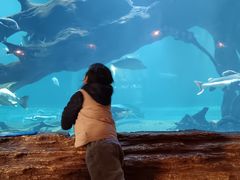 -华夏文旅海洋公园