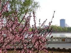 -莲花池公园