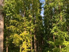 -黄海国家森林公园