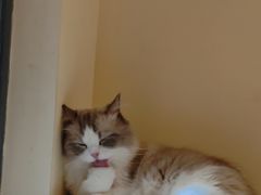 -滚猫咖啡·猫咖·猫友好撸猫(未来城店)