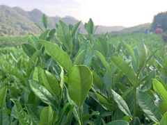 -中国茶叶博物馆(双峰馆区)