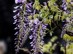 -上海吴淞炮台湾国家湿地公园