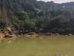 -铁山坪森林公园