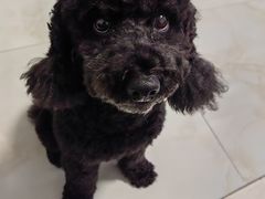 -达爱动物医院·犬猫分区·CT·复杂眼科(远洋山水分院)