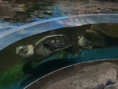 -沙沙哗啦海洋馆(华宇百花谷店)
