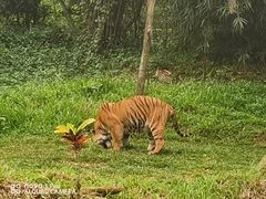 -海南热带野生动植物园