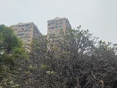 -荔湾湖公园