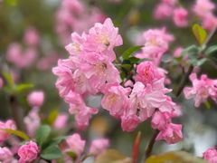 -高东镇樱花园