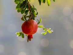 -莲花山公园
