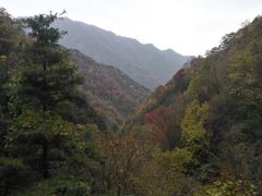 -王顺山国家森林公园
