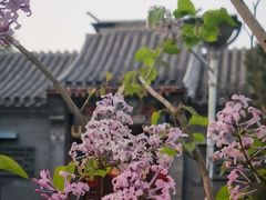 -东来顺铜锅炭火涮肉(上地华联店)